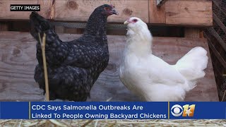 CDC Says Trendy Backyard Chickens Pose Salmonella Risk [upl. by Brewer831]