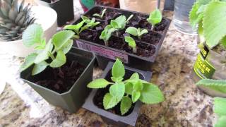 cuban oregano cuttings in south florida [upl. by Rodd]