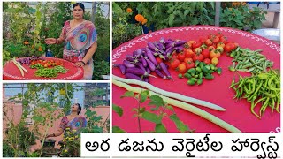 అర డజను వెరైటీల కూరగాయలు దొరికాయి  పచ్చడికి సరిపడా కాచిన గనుపు చిక్కుళ్ళు  Vegetables harvest vlog [upl. by Attaynek]