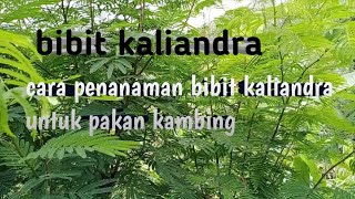 bibit kaliandracara penanaman bibit kaliandra untuk pakan kambing [upl. by Vinson]