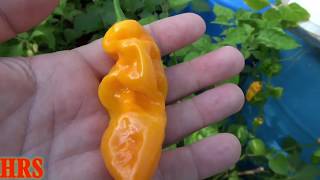 ⟹ Malaysian Goronong Pepper  Capsicum chinense  Pod Review [upl. by Gaige]