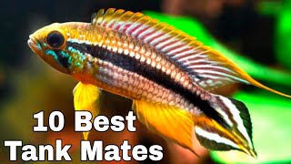 10 Best Tank Mates For Apistogramma Agassizii agassIzs dwarf cichlid [upl. by Asira]