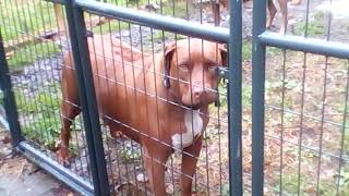 Rhodesian ridgeback barking at the tablet 2 [upl. by Rosalee]