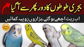 budgies parrot business idea  australian parrots ka karobaar kaise kare  budgies price [upl. by Faubion980]