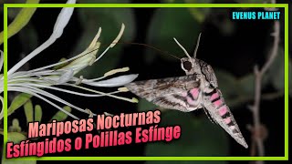 Esfingídos o Polillas Esfínge Lepidoptera  Sphingidae [upl. by Humph]