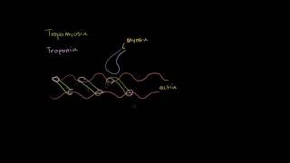 Tropomyosin and troponin and their role in regulating muscle contraction Swahili [upl. by Yeloc624]