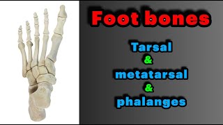 جلسه 14  استخوان های پا بخش دومFoot part 2metatarsalphalanges [upl. by Arikihs]