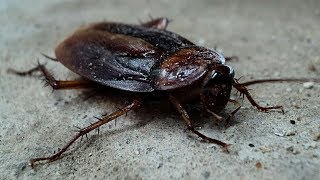 CREEPY COCKROACH IN MY BEDROOM  BANGLADESH HOLIDAY [upl. by Ameyn]