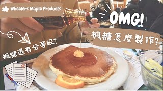 【加拿大旅遊】楓糖歷史及製作過程楓糖還有分等級 Wheelers Maple Products [upl. by Swithin]