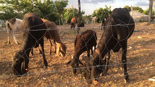 CONHEÇA O MAIOR PORCO DO MUNDO COM 900KG [upl. by Lodmilla]