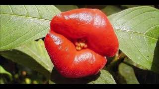 Psychotria elata [upl. by Fatimah768]