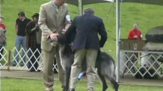 2009 Scottish Deerhound National Specialty [upl. by Gayla635]