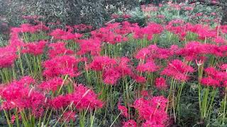 Lycoris radiata or Red spider lily plantRed spider lily ￼￼Flowers￼autumnflower [upl. by Latonia]