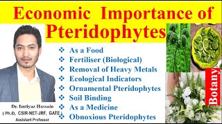 Economic Importance of Pteridophytes pteridophytes  food biofertilizer ecological indicators [upl. by Mckee]