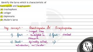 Identify the larva which is characteristic of Gastropoda and Scaphopoda  A trochophore B ve [upl. by Ozen]