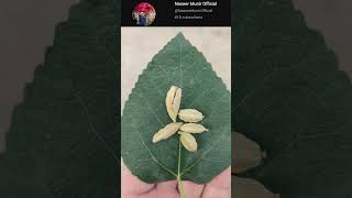 Cardamom  Elaichi  How to Grow Cardamom From Seeds at Home  Unlock Secret to Grow Cardamom [upl. by Hasseman]