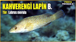 Kahverengi Lapin Balığı Hakkında Bilgi  Labrus merula  Akdeniz Balıkları [upl. by Lezley866]