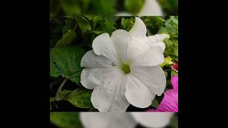 Petunia axillaris flower পেটুনিয়া অ্যাক্সিলারিস ফুল [upl. by Niltiak]