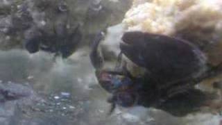 Porcelain Crab Filter Feeding [upl. by Esinek729]