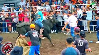 Montás De Toros Santo Domingo las sierritas Managua Ganadería denis Incer 21724 [upl. by Nylarej]