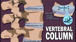 VERTEBRAL COLUMN ANATOMY 12 [upl. by Audwen]