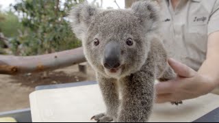 How To Weigh a Koala Joey [upl. by Hiram]