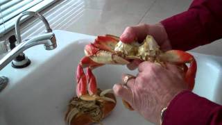 How to clean a crab [upl. by Toomay]