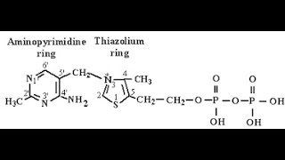 Coenzyme and Reactive Moieties of Vitamin B1 Thiamine Thiamine Pyrophosphate  Thiazolium ring [upl. by Ellga]