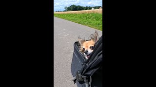 VLog 41  Hundebuggy Hundetricks und Sonnenschein [upl. by Bluefarb757]