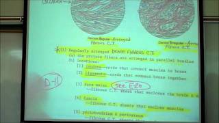 HISTOLOGY CONNECTIVE TISSUES Part 1 by Professor Fink [upl. by Rehpetsirhc]