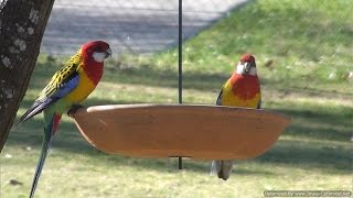 Eastern Rosellas with Crimson Rosellas [upl. by Eceirehs]