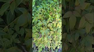 NANDINA lenlineofwvlog0601 [upl. by Curtice]