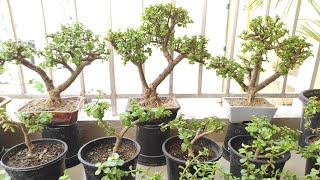 Jade Plant Care amp Bonsai Making Tips [upl. by Esiouqrut824]