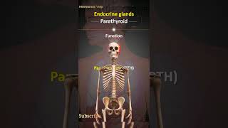 Endocrine glands and exocrine glands endocrinegland exocrine exocrineglands gnm [upl. by Nwahsed]