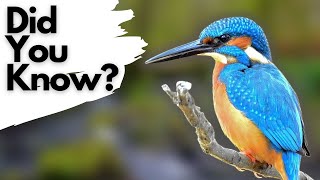 Things you need to know about KINGFISHERS [upl. by Nnaihs]