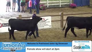 July 7 2024  Prairieland Junior Ag Showcase  NW Regional 4H Beef Female Show  Saskatoon SK [upl. by Airotnes]