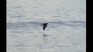 birdwatch  Oystercatcher flying over the sea  slowmotion middlesection [upl. by Kelcie993]