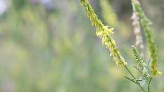 SWEET CLOVER Melilotus officinalis [upl. by Kitchen]