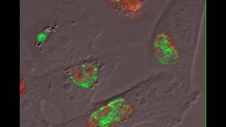 The Chlamydia trachomatis Protein CpoS Counteracts Cellular Surveillance and Suicide Programs [upl. by Bertolde589]