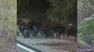 Pack of pigs wild hogs seen in southeastside neighborhood [upl. by Cowey474]