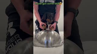 Louie Life😎wienerdogs viralvideo comedy funny fyp cute louieandbella [upl. by Fry327]