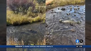 Salmon spotted in Klamath River after more than a century [upl. by Titus588]