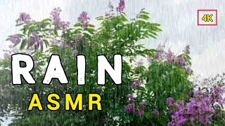 Sleep Immediately Within 5 Minutes With Heavy Rain On forest Rainstorm ASMR Sounds [upl. by Woodrow]