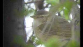 Raddes Warbler [upl. by Aras]