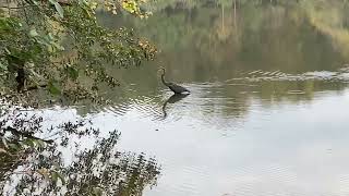 Heron at Candler Lake [upl. by Nonnaehr]