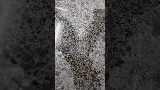 Cambria Quartz Galloway Gold Countertop Detail [upl. by Halyhs252]