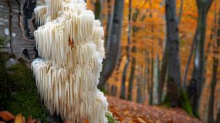 Benefits of Lions Mane Mushrooms [upl. by Lleral]