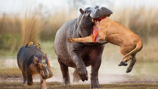 Lion Vs Hippo Mother Hippo Gets Angry And Bites Lions Head for Daring To Attack Her Baby [upl. by Publius709]