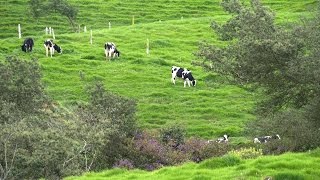 En Que Consiste La Captacion De Huella De Carbono  TvAgro por Juan Gonzalo Angel [upl. by Ferdinanda]