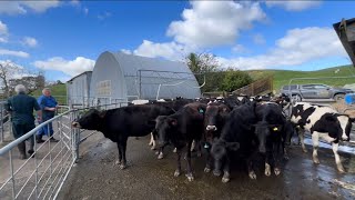 Drenching and AI Prep Weaning off The Swamp Mob Calves [upl. by Ayhtak301]